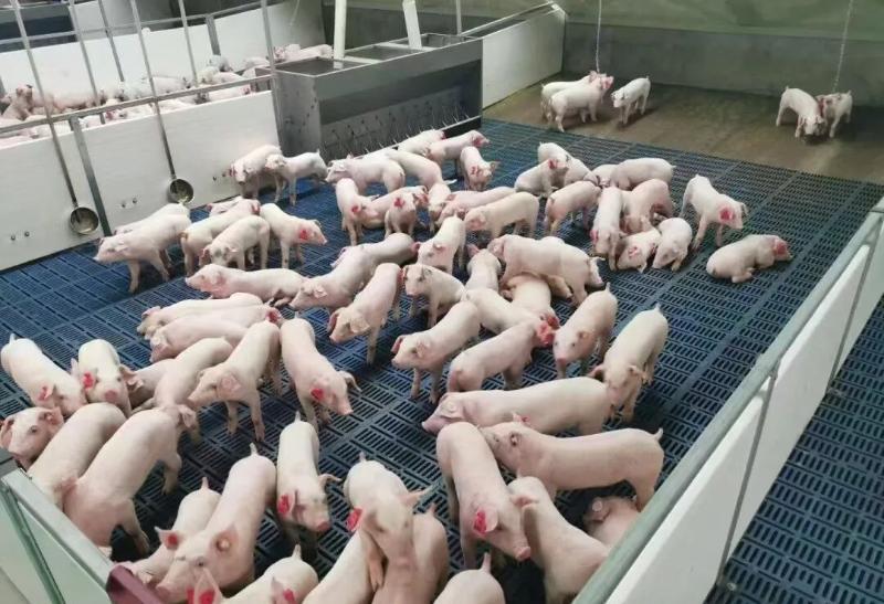 How to Rapidly Enhancing Swine Pig Boar Breeding Reproductive Genetics Artificial Insemination Techniques