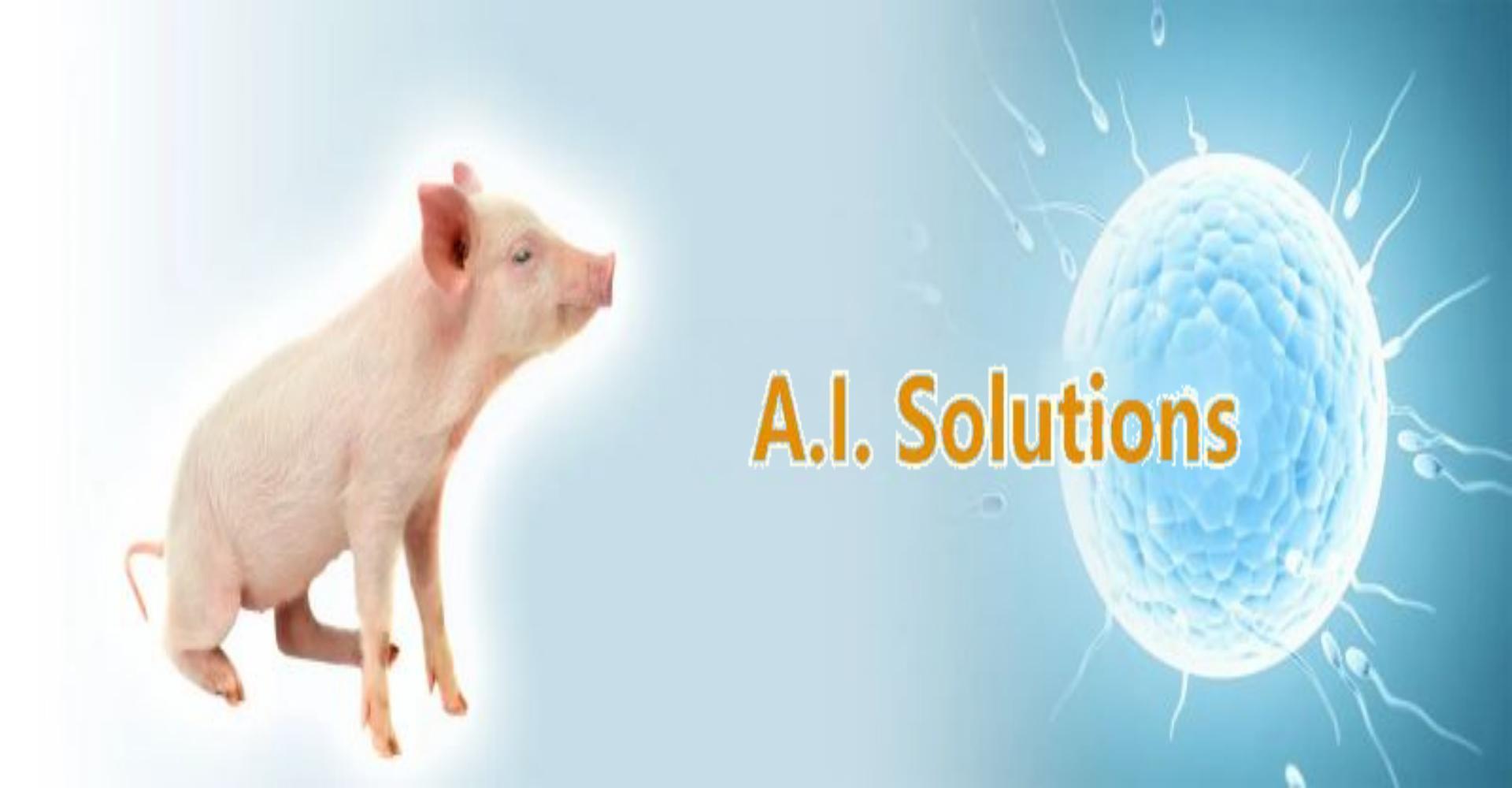 Detailed Explanation of Artificial Insemination Techniques for Breeding Boars