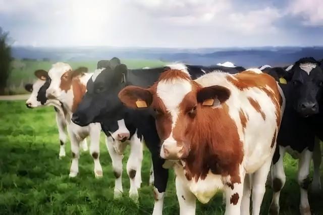 What should be noted in cattle and sheep breeding?