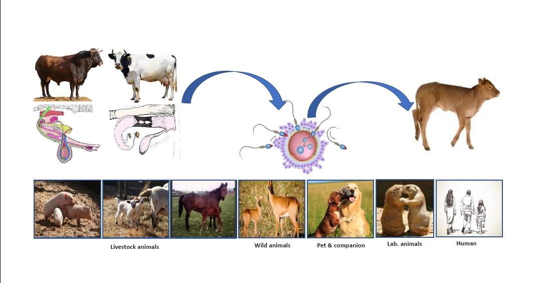 What is China Livestock Artificial Insemination Technology Developing